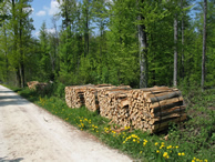 Brennholz