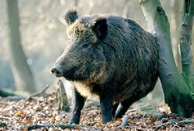Wildschwein